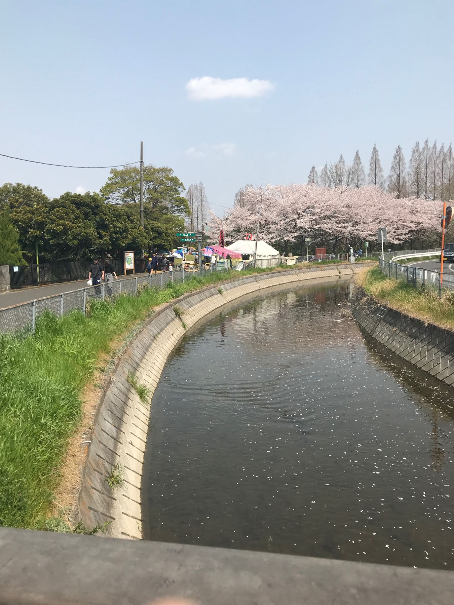 大崎公園【お花見】
