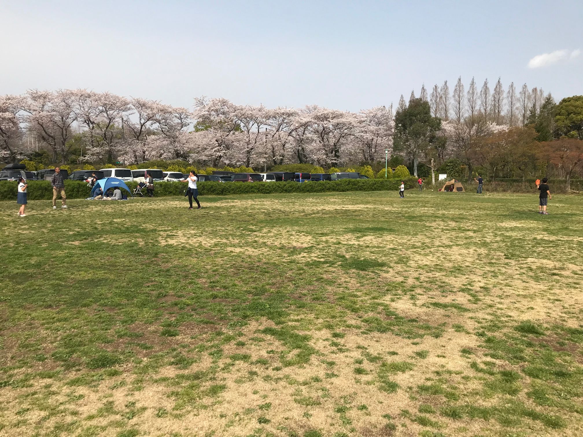 大崎公園【お花見】