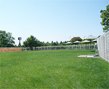 道満ドッグラン