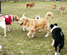 道満ドッグラン