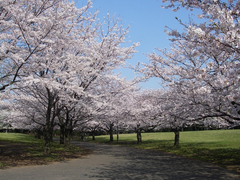 大井ふ頭中央海浜公園