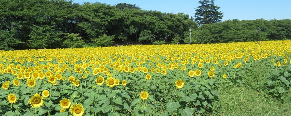 幸手権現堂桜堤【権現堂公園】
